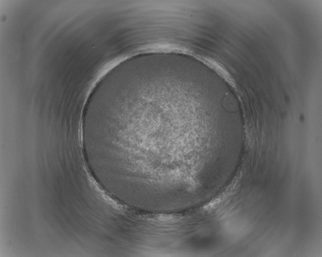 X0000065970839200603101355