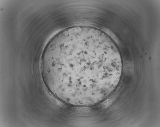 X0000065970856200603101355