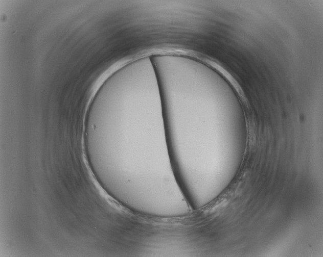 X0000065970861200603101355