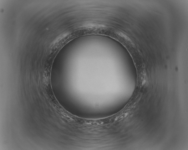 X0000065970869200603101355