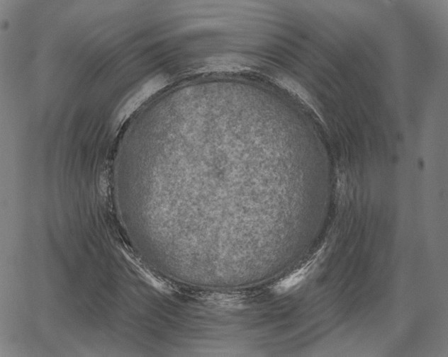 X0000065970874200603101355