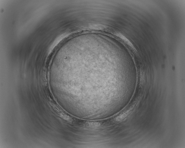 X0000065970878200603101354