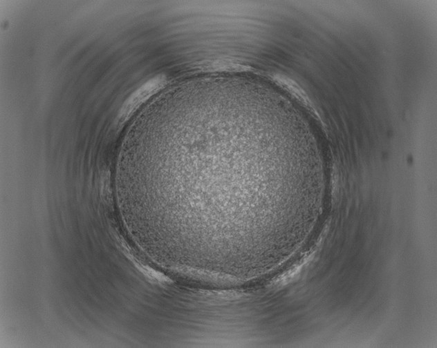 X0000065970881200603101354