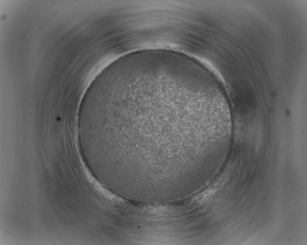 X0000065970895200603101354