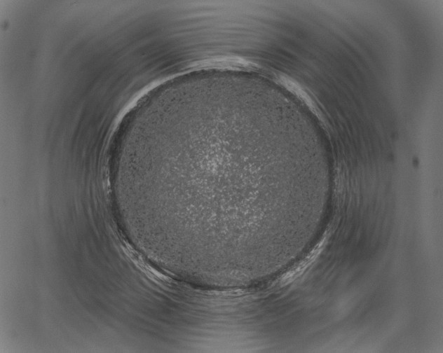 X0000065970923200603101353