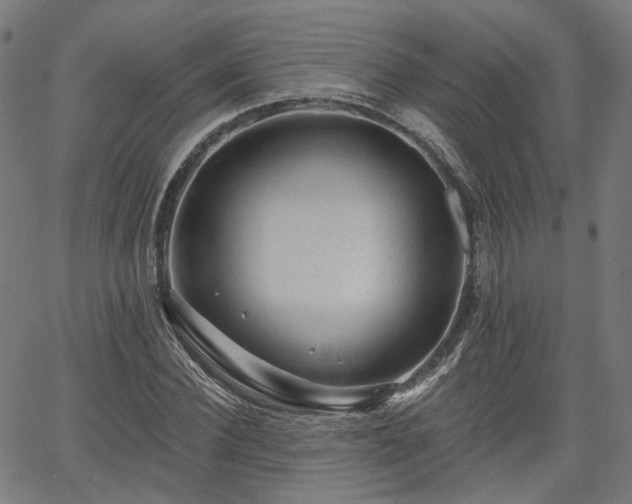 X0000065970924200603101353