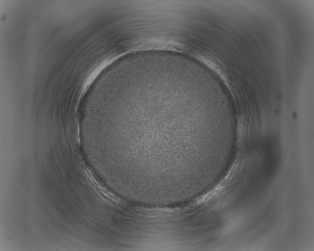 X0000065970925200603101353