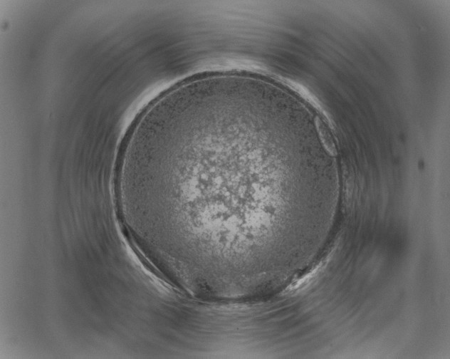 X0000065970943200603101354