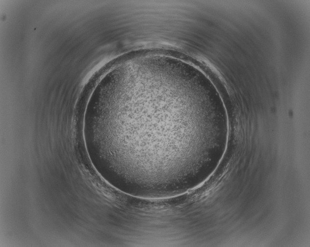 X0000065970975200603101353