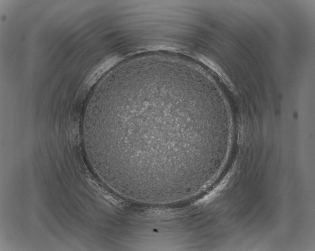 X0000065970977200603101353