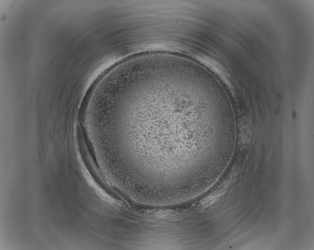 X0000065970991200603101353