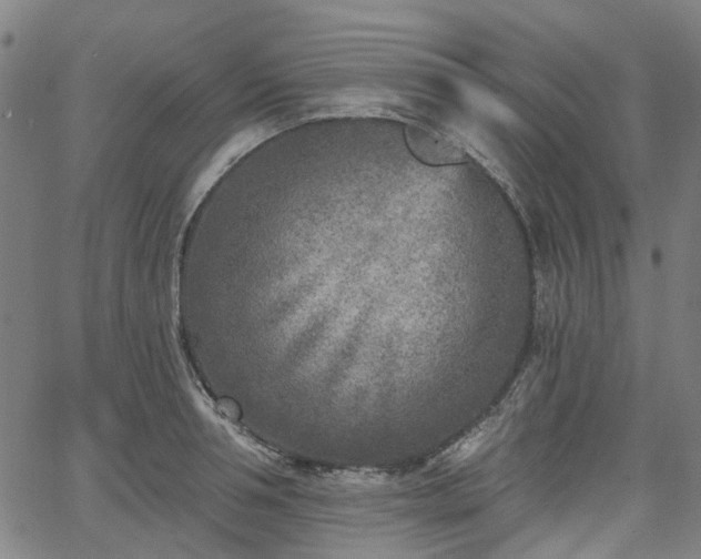 X0000065970994200603101353