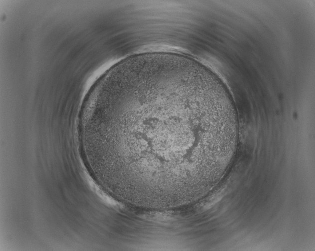 X0000065970995200603101353