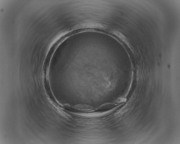 X0000065971024200603101352