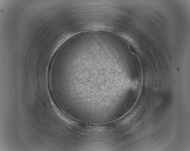 X0000065971039200603101352