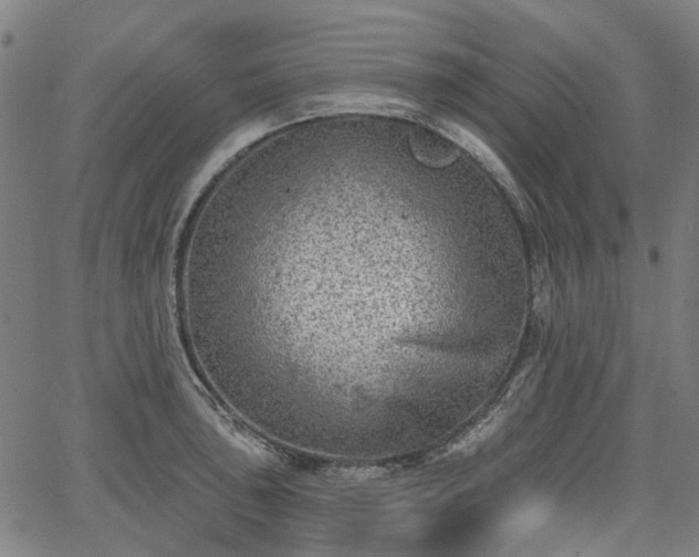 X0000065971043200603101352