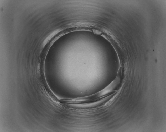 X0000065971066200603101351