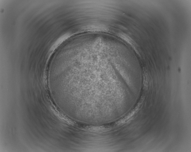 X0000065971074200603101351