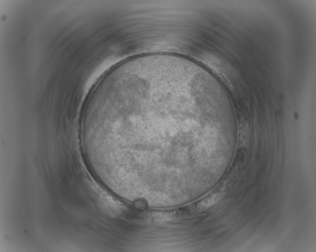 X0000065971086200603101351