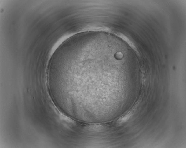 X0000065971094200603101351