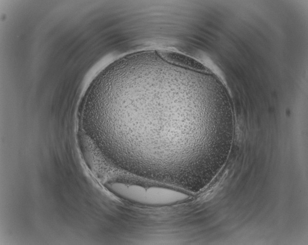 X0000065971096200603101351