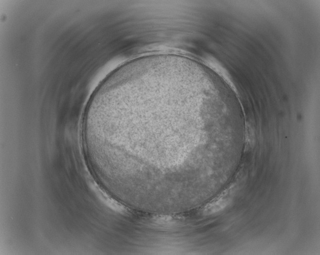 X0000065971098200603101351