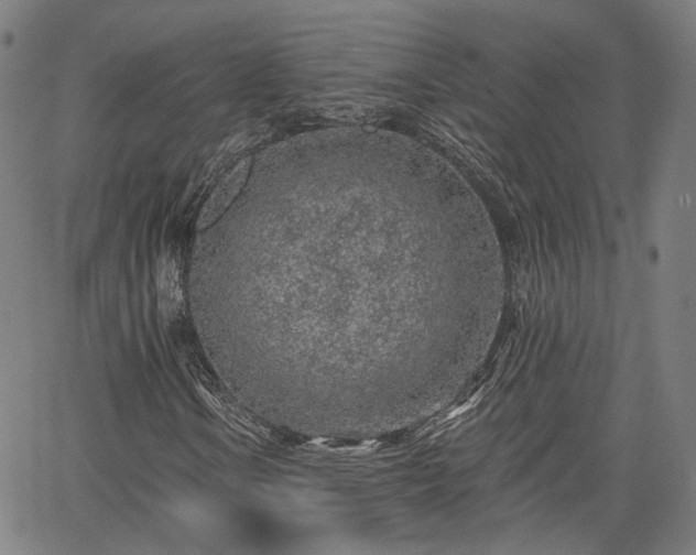 X0000065971106200603101350