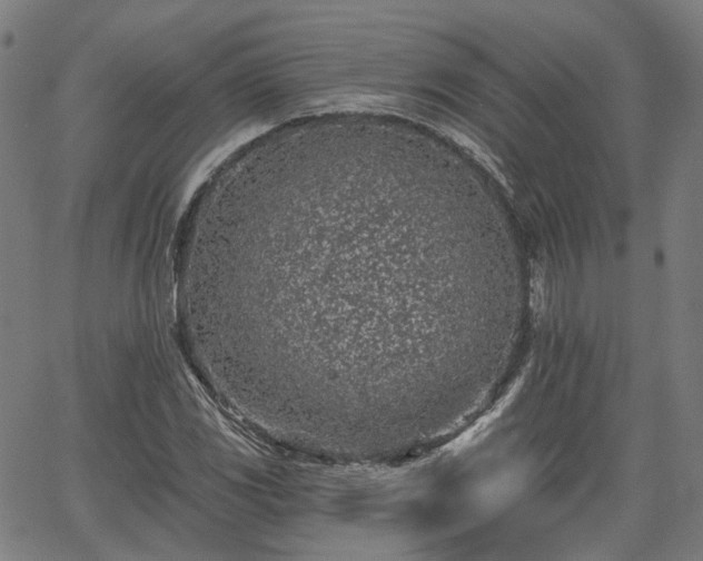 X0000065971117200603101350