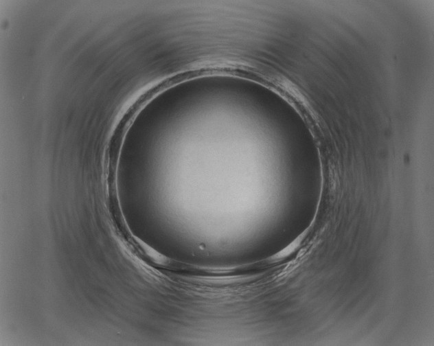 X0000065971124200603101350