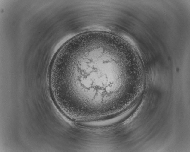 X0000065971141200603101351