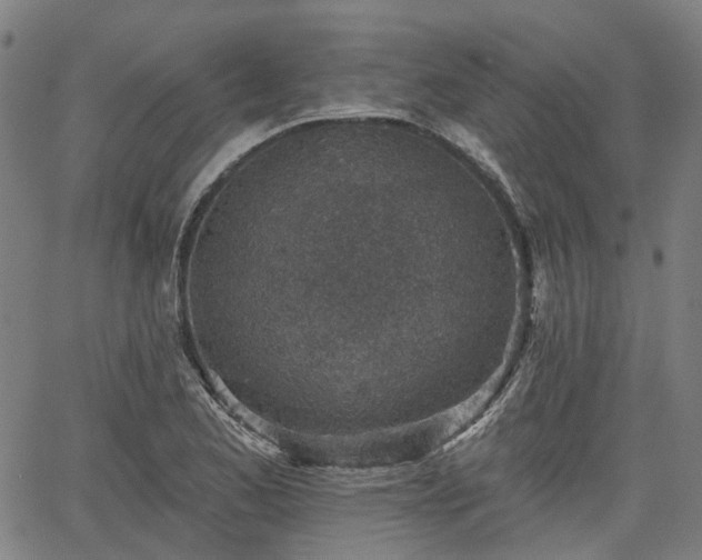 X0000065971173200603101350