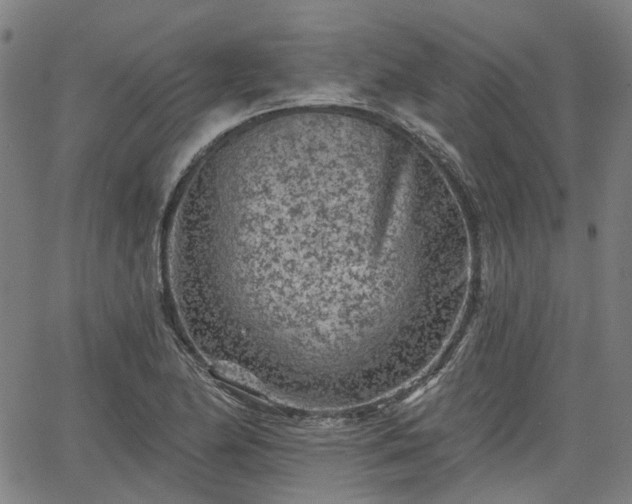 X0000065971174200603101350