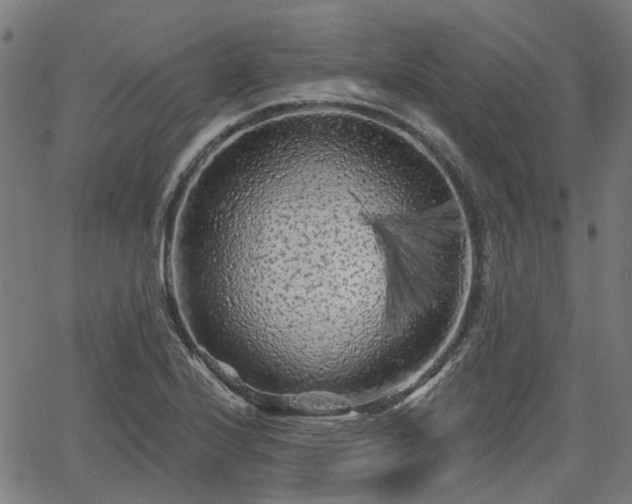 X0000065971224200603101349