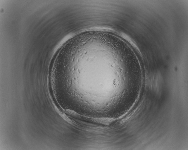 X0000065971237200603101349