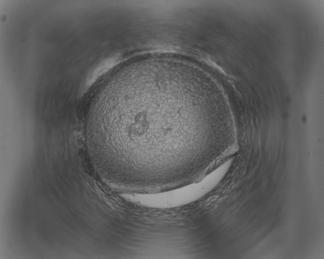 X0000065971255200603101348