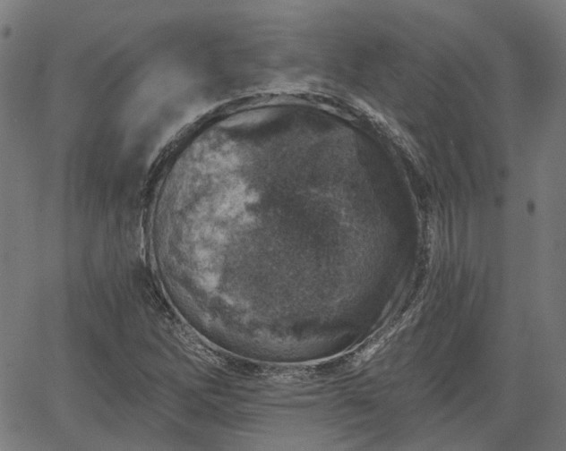 X0000065971262200603101348