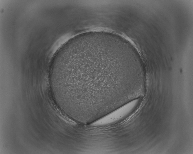 X0000065971263200603101348