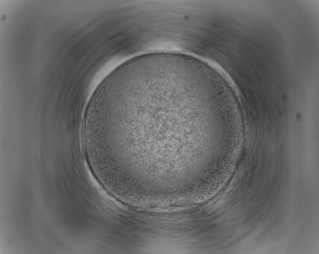 X0000065971295200603101348