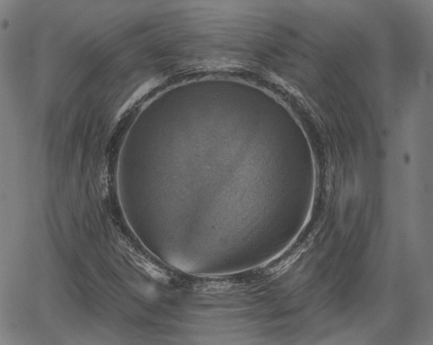 X0000065971306200603101347