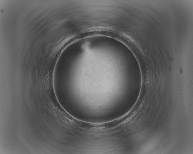 X0000065971313200603101347