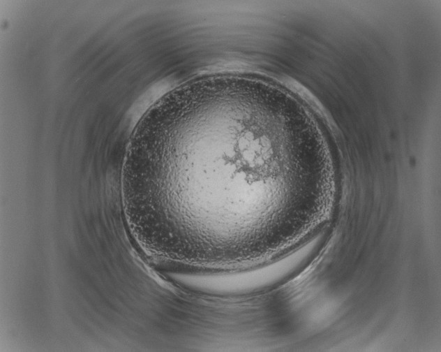 X0000065971337200603101348