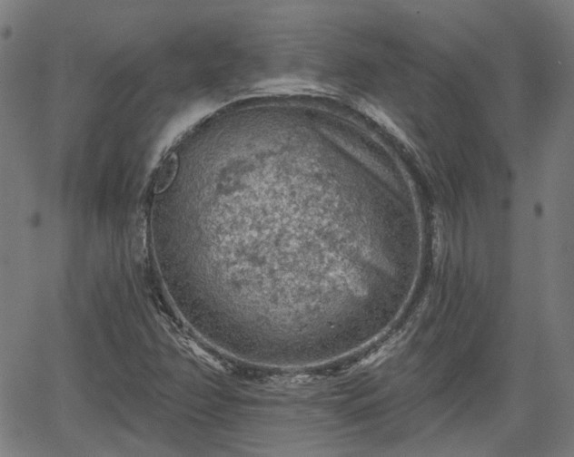 X0000065971358200603101347