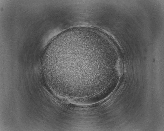 X0000065971359200603101347