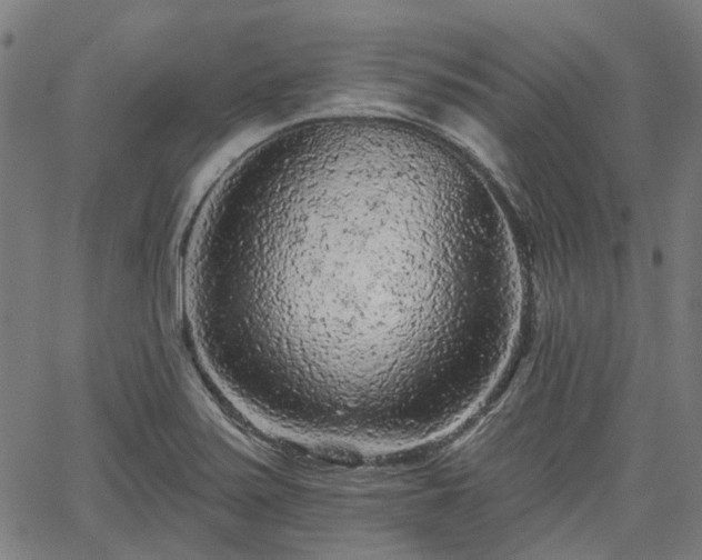 X0000065971371200603101346