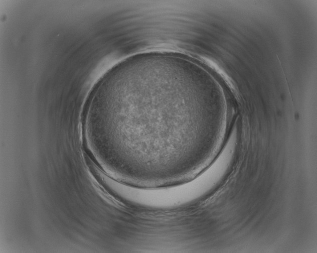 X0000065971372200603101346