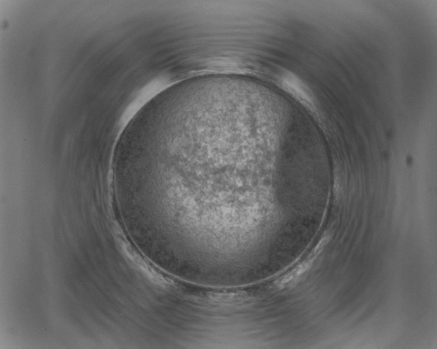 X0000065971378200603101346