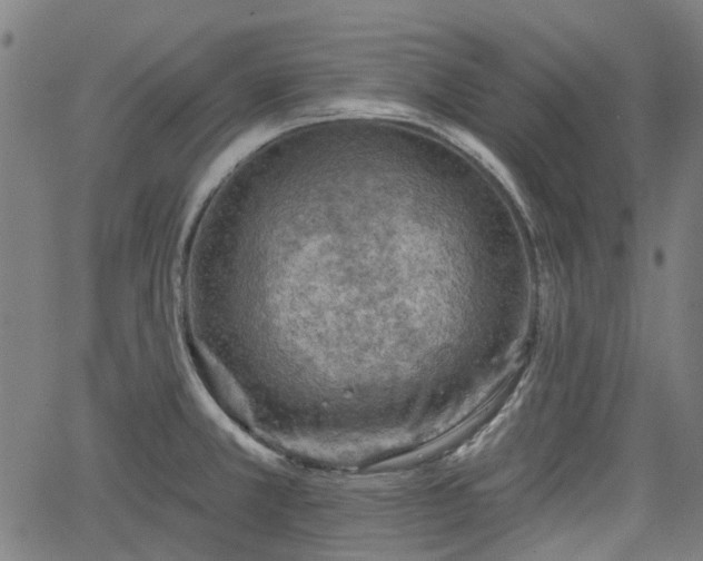 X0000065971381200603101346