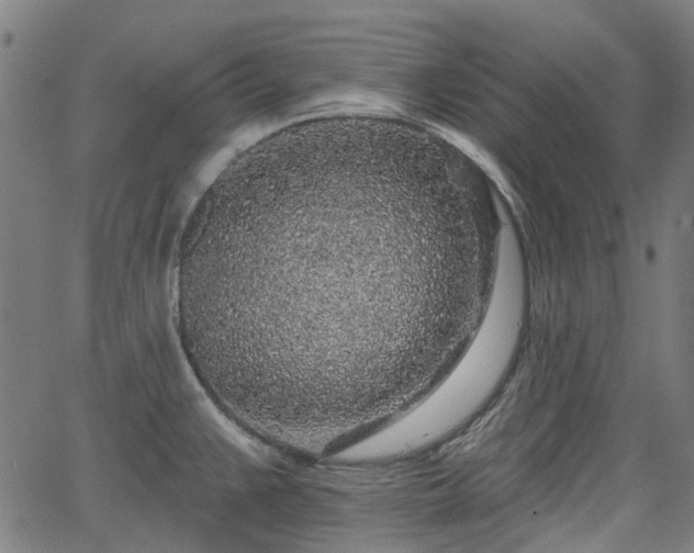 X0000065971383200603101346