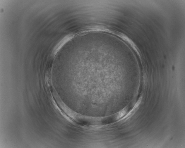 X0000065971385200603101346