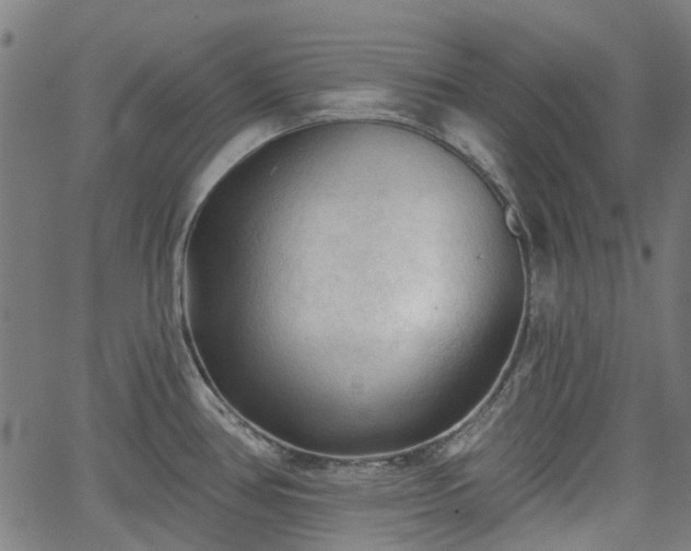 X0000065971386200603101346